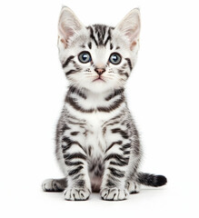 Obraz premium Adorable Silver Tabby Kitten with Striking Blue Eyes Posing on White Background, a Heartwarming Portrait of Feline Charm and Innocence