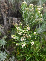 Beautiful edelweis flowers blooming on a mountain with blurred background