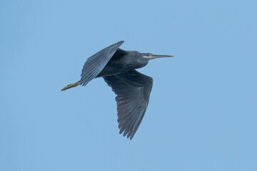The western reef heron also called the western reef egret in flight