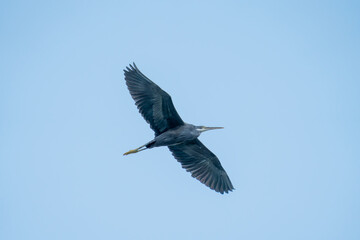 The western reef heron also called the western reef egret in flight