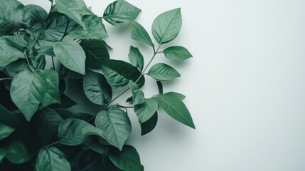 Serene Green Leaves on White Background: A Botanical Study