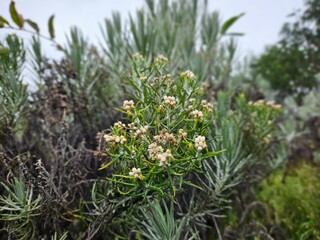 Beautiful edelweis flowers blooming on a mountain with blurred background