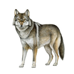 Fototapeta premium Grey wolf realistic illustration. Hand drawn forest mammal predator. Single Canis lupus side view isolated on white background. Beautiful grey wolf wildlife woodland animal painted illustration