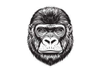 Gorilla silhouette, Angry gorilla face. vector illustration. Vector Illustration White Background. Illustration of Gorilla face, wild animal, anger, vector illustration