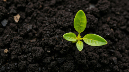 Naklejka premium top view young green sprout growing on soil, saving earth concept