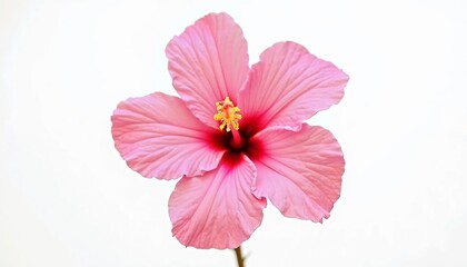 pink hibiscus flower isolated