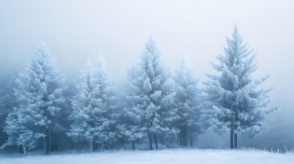 Fototapeta premium 38. The frozen beauty of pine trees in a winter storm, their branches coated in frost and ice, standing tall amidst the cold