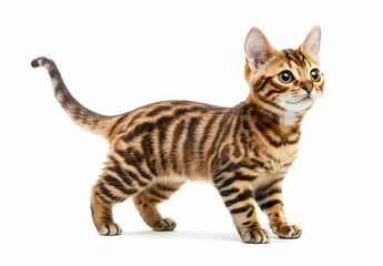 Elegant Bengal Cat Portrait on White Backdrop, A Study in Feline Grace and Striking Markings Capturing the Beauty and Majesty of Domestic Bengal Cat