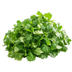 Fototapeta premium A bunch of fresh green cilantro leaves. The leaves are piled on top of each other. The pile is on a white background