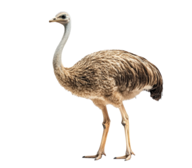 A baby ostrich stands on a white background. The bird is small and has a brown and white color