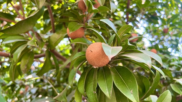 Fresh sapodilla or sapodilla plum fruit on the tree closeup with selective focus and blur. Chickoo or , sawo is a tropical fruit with brown skin with sweet taste inside