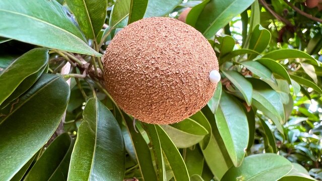 Fresh sapodilla or sapodilla plum fruit on the tree closeup with selective focus and blur. Chickoo or , sawo is a tropical fruit with brown skin with sweet taste inside
