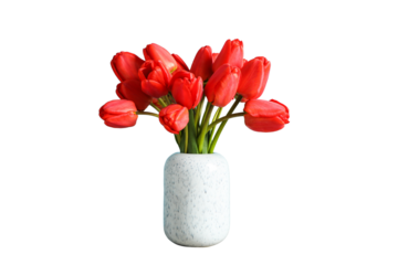 Bouquet of red tulips in a white vase, isolated on white background, PNG