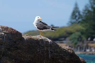Pacific Gulls Flinders Bay, Augusta, Western Australia