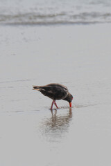 Oyster Catcher Flinders Bay, Augusta, Western Australia