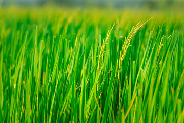 Nature of rice field on rice paddy