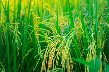 Nature of rice field on rice paddy