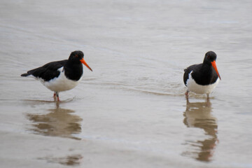 Oyster Catcher Flinders Bay, Augusta, Western Australia