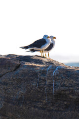 Pacific Gulls Flinders Bay, Augusta, Western Australia