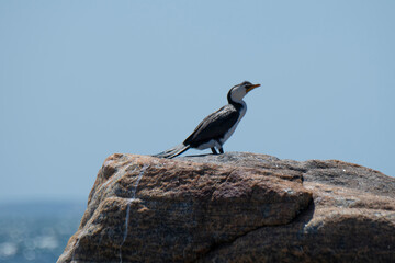  Little Pied Cormorant Flinders Bay, Augusta, Western Australia