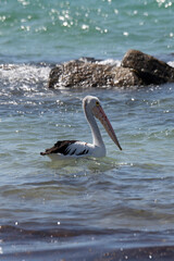 Pelican Flinders Bay, Augusta, Western Australia
