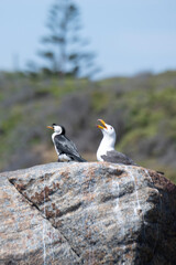 Pacific Gulls Flinders Bay, Augusta, Western Australia