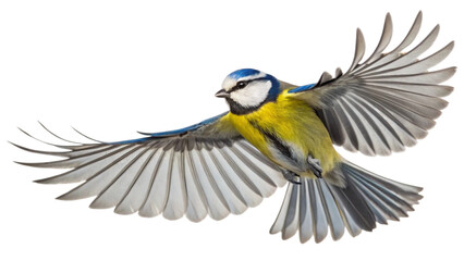 Fototapeta premium Single blue tit bird in mid-flight, wings fully spread wide, showcasing intricate feather details in bold, vibrant colors. The bird's bright blue and yellow plumage. Isolated on white background