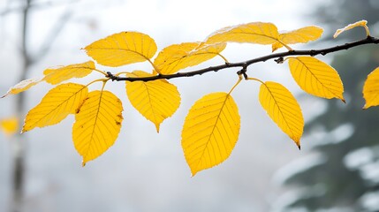 Fototapeta premium A branch of yellow leaves during a foggy winter day