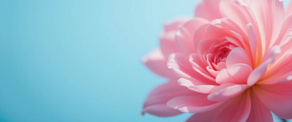 Obraz premium Pink flower close up. Beautiful flower on blue background and copy space.