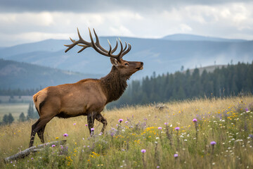 Fototapeta premium animals in their natural habitats