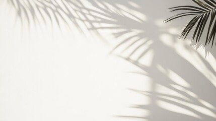white wall with a palm leaf shadow. minimalistic background for product presentation. 