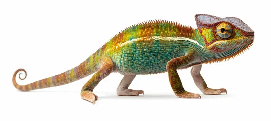 Fototapete Vibrant chameleon against white background showcasing detailed skin patterns and colors, capturing the essence of wildlife and adaptation in a studio shot composition © Gustav