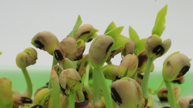 Time lapse and close up of black eyed beans sprouts growing after germinating in soilless container placed under controlled lighting conditions and against white background