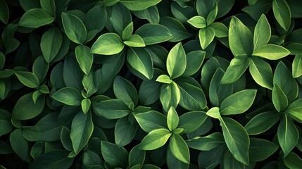 Lush Green Leaves Dense Foliage Background