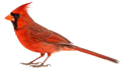 A northern cardinal (cardinalis cardinalis) isolated on white background. Suitable for marketing or business purposes