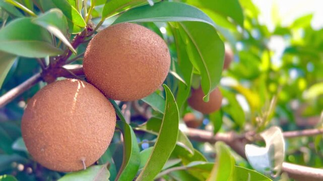 Fresh sapodilla or sapodilla plum fruit on the tree closeup with selective focus and blur. Chickoo or , sawo is a tropical fruit with brown skin with sweet taste inside.