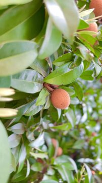 Fresh sapodilla or sapodilla plum fruit on the tree closeup with selective focus and blur. Chickoo or , sawo is a tropical fruit with brown skin with sweet taste inside.