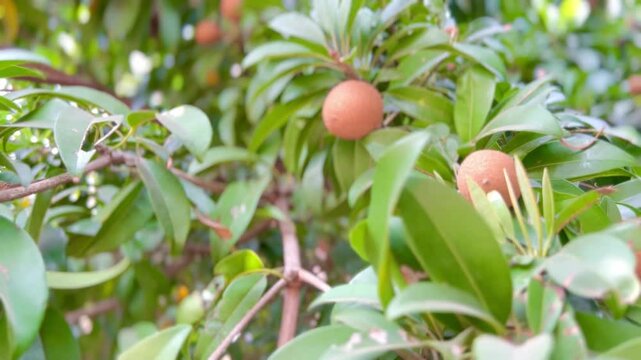 Fresh sapodilla or sapodilla plum fruit on the tree closeup with selective focus and blur. Chickoo or , sawo is a tropical fruit with brown skin with sweet taste inside.