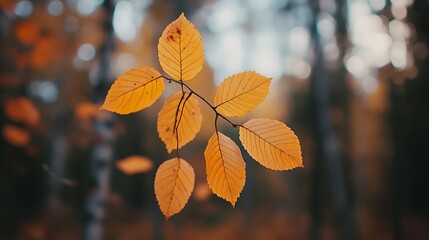 Obraz premium Golden Autumn Leaves Displayed Beautifully Against Blurry Forest Background