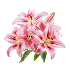 Naklejka premium Pink Stargazer Lilies, Elegant and Fragrant Flowers in Full Bloom Isolated on Transparent Background