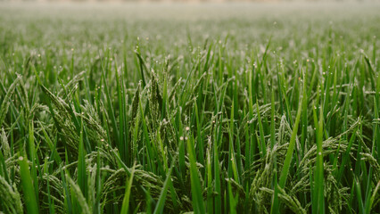Close-up of a green rice field as the sun sets. a close up of a rice fiel, The rice plants are beginning to bear ears.