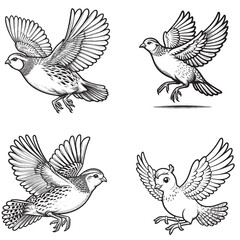Cute Cartoonic Quail Flying Pose Outline Vector Illustrations
