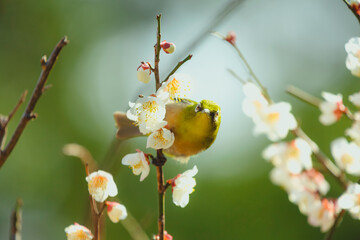 Spring's Little Visitor