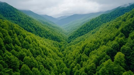 Obraz premium Lush Green Valley Surrounded by Majestic Mountains and Fog