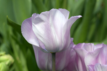 チューリップ　カレイ