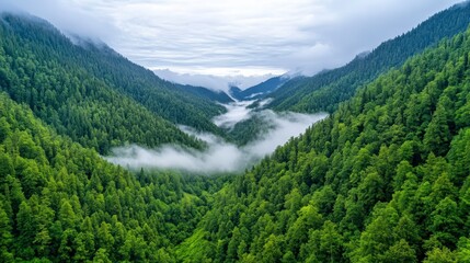 Obraz premium Lush Green Valley with Misty Fog in Dense Forest Landscape