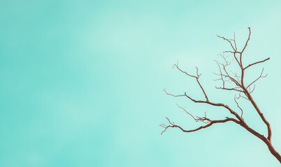 Obraz premium Bare tree branch against turquoise sky with copy space. Minimalist nature concept