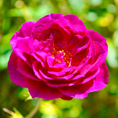 A stunning purple rose in the summer sunlight.