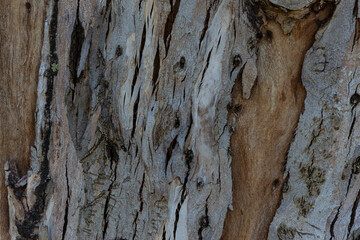 bark of a tree close up	