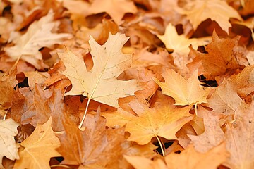 A Close Up View of Many Fallen Autumn Leaves